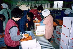 人参